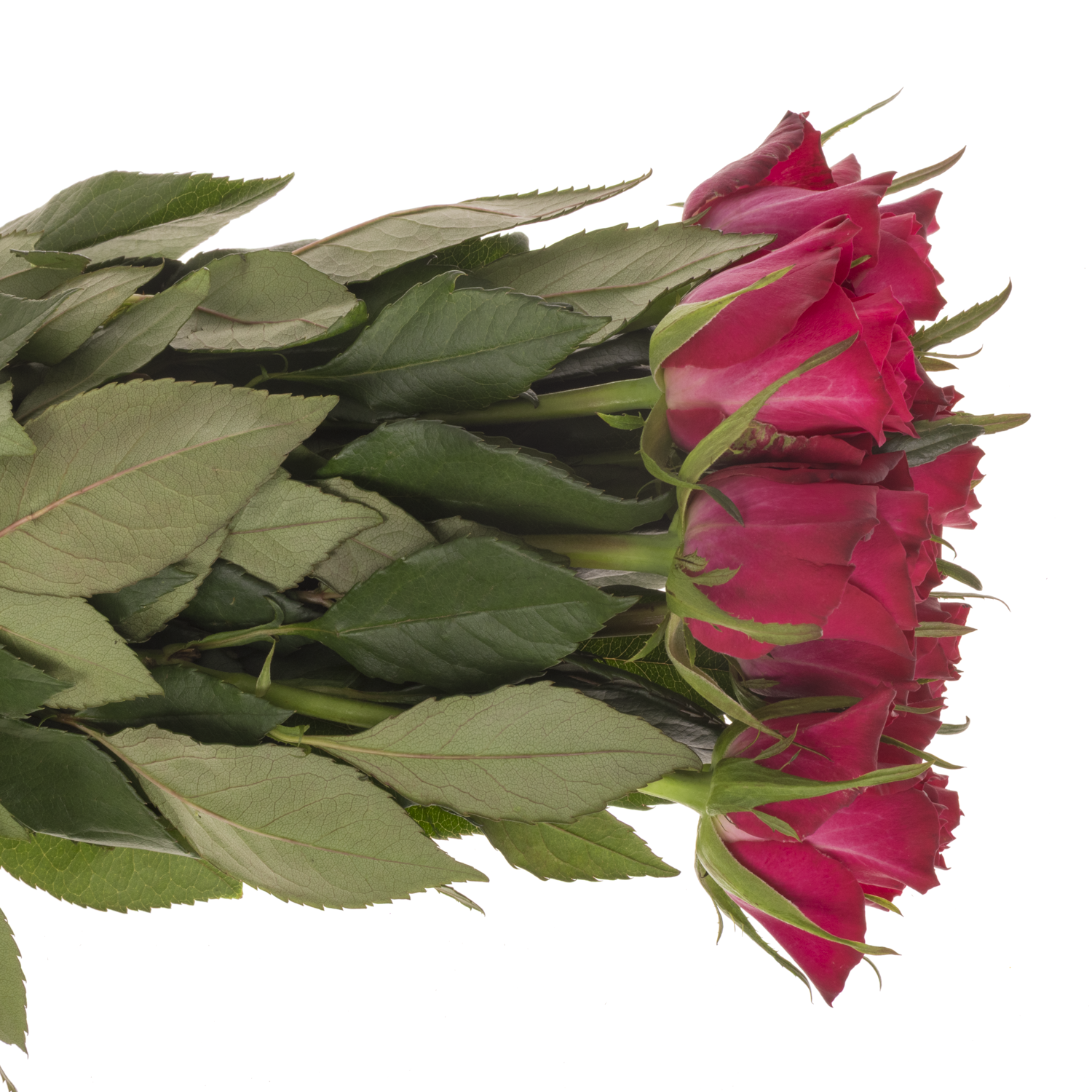 Rose fuchsia Tatjana 50cm