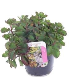 Sedum Spurium T13 H025