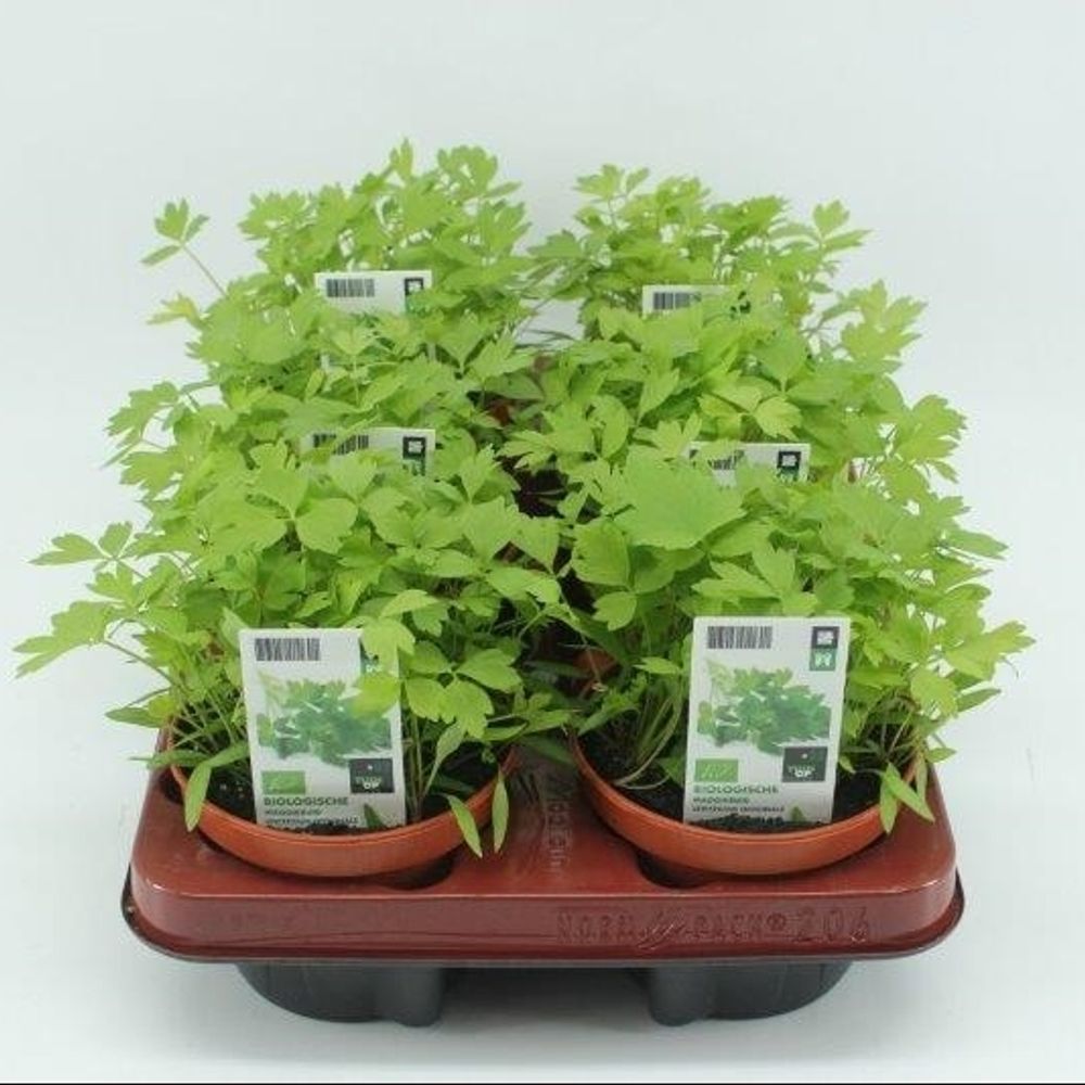 Bio Maggikraut T12 H020