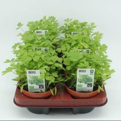 Bio Maggikraut T12 H020