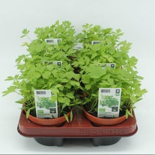 Bio Maggikraut T12 H020