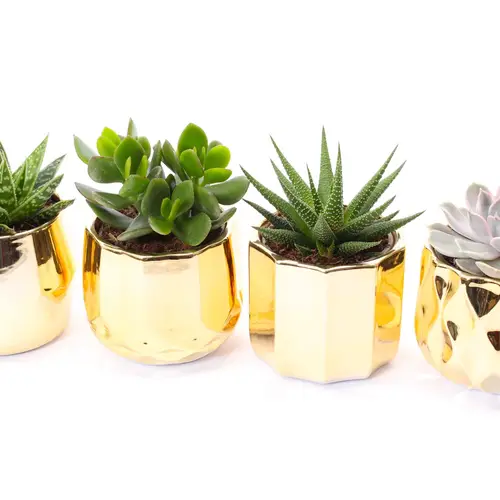 Sukkulenten mix im Gold Topf T10 H010
