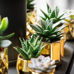 Succ.mix im Gold Topf T10 H010