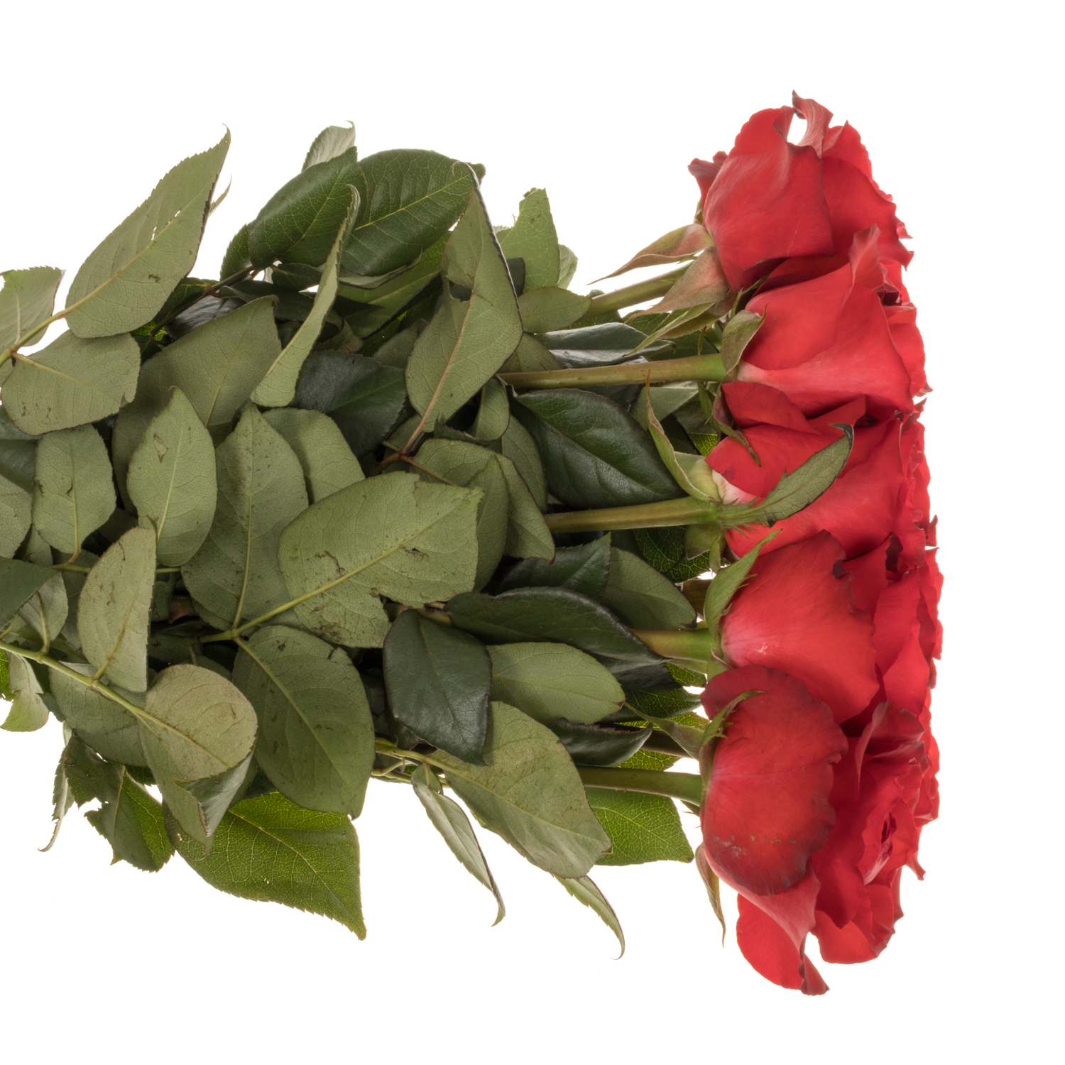 Rose rot Matilda 50cm