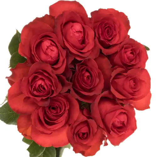 Rose rot Matilda 50cm