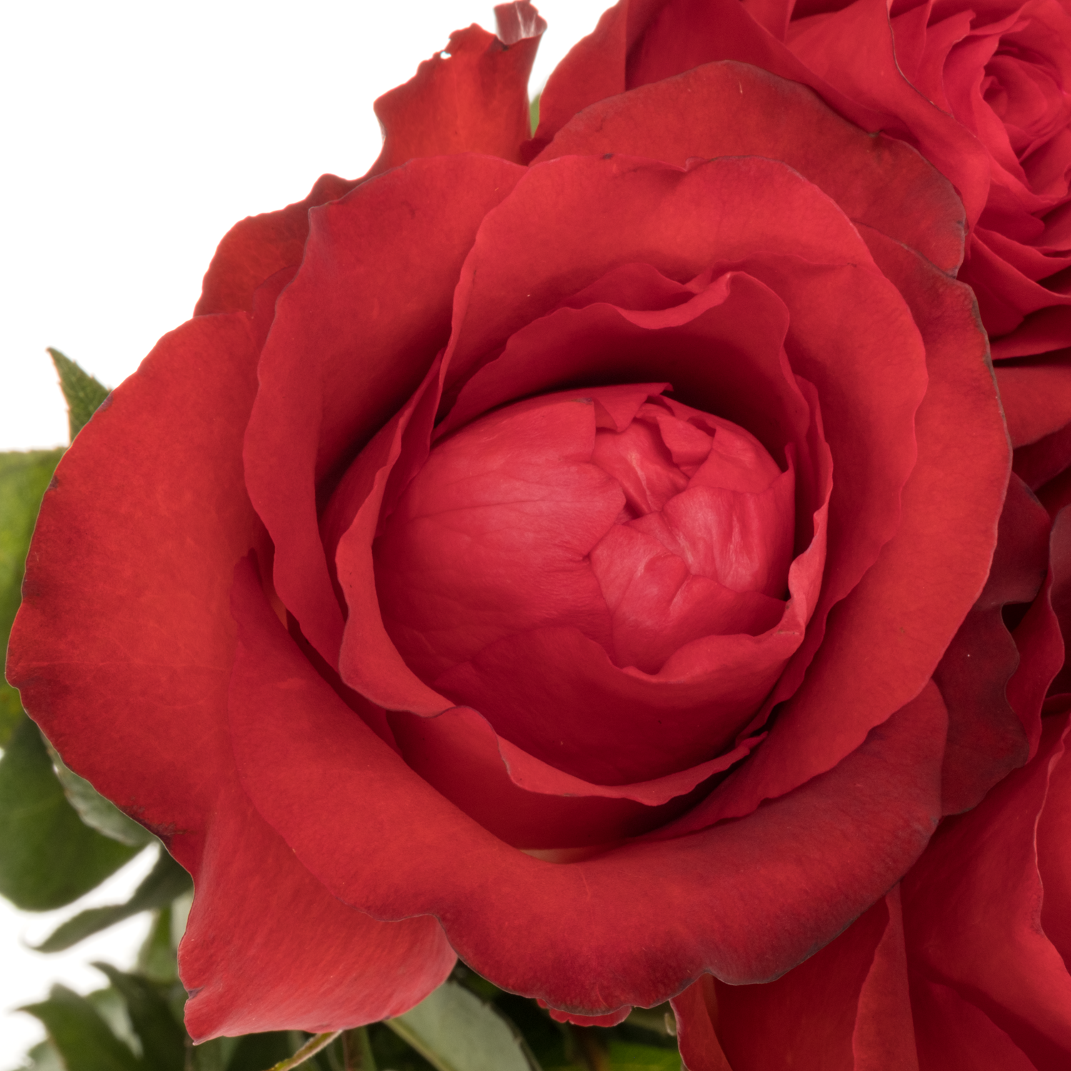 Rose rot Matilda 50cm