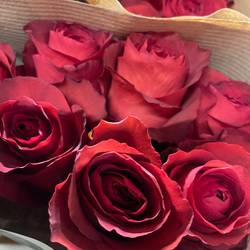 Rose rot Matilda 50cm