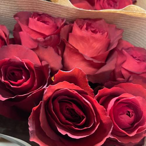 Rose rot Matilda 50cm