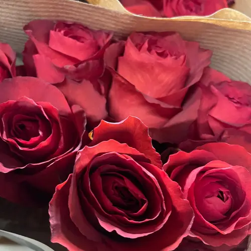 Rose rot Matilda 50cm