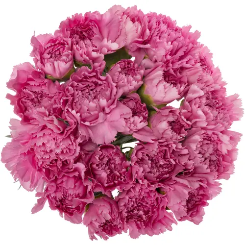 Nelke fuchsia Tiepolo 65cm