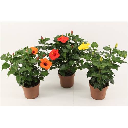 Hibiscus mix     T21 H65