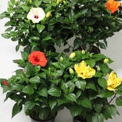 Hibiscus mix     T21 H65