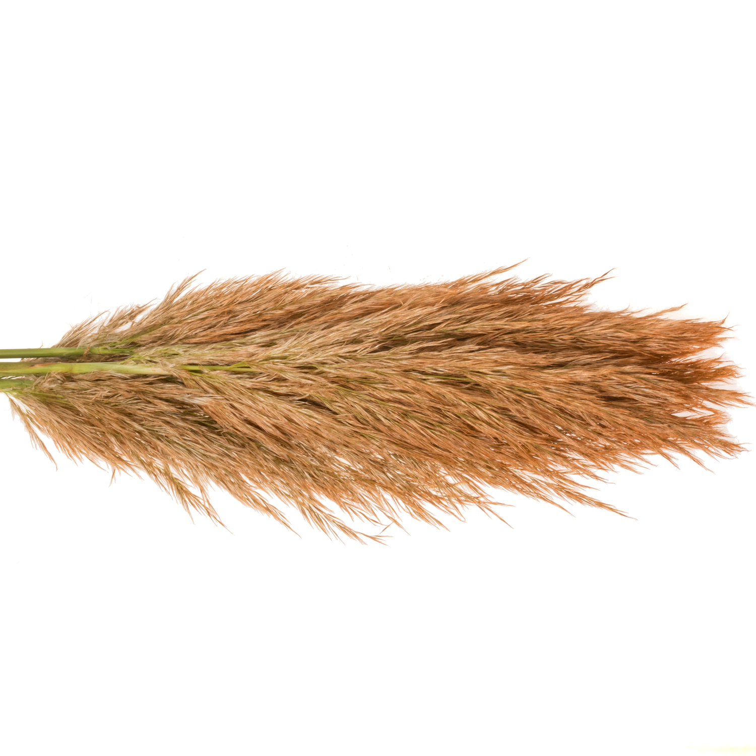 Pampas Frisch braun/kupfer gefärbt 90cm