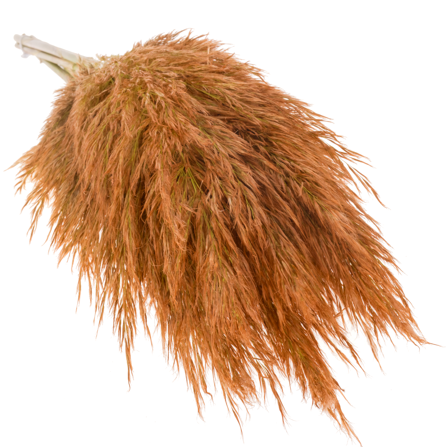 Pampas Frisch braun/kupfer gefärbt 90cm