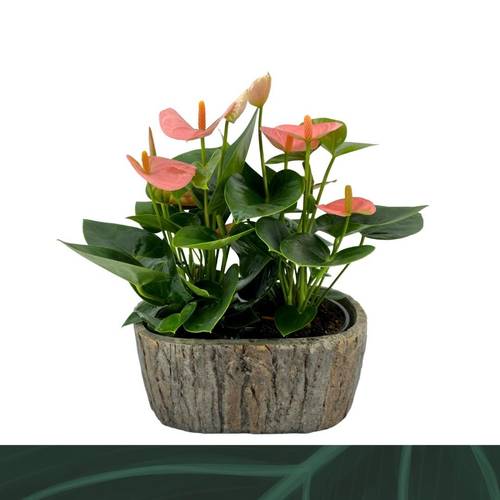Anthurium rosa Spirit im Übertopf T09 H030