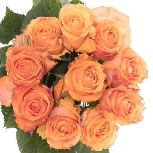Rose orange Twilight 50cm
