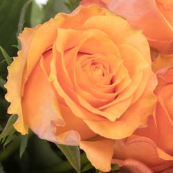 Rose orange Twilight 50cm