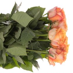 Rose orange Twilight 50cm
