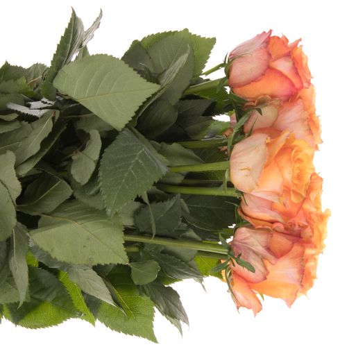 Rose orange Twilight 50cm