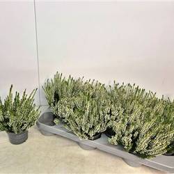Calluna weiss Nova Schnäpch. Von Uhr T10 H016