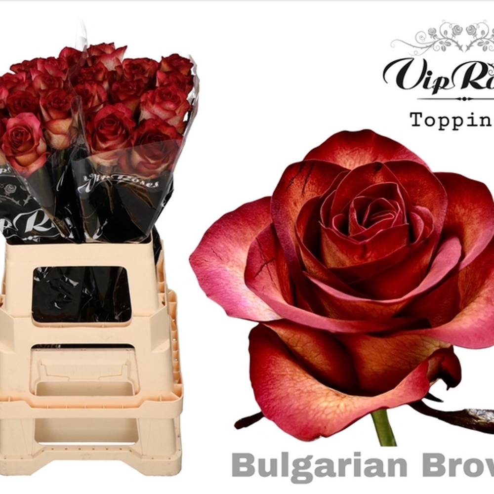 Rose braun Bulgarian Brown gefärbt 65cm