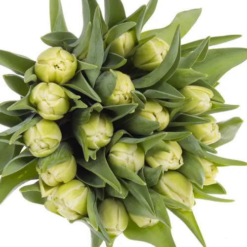 Tulpe creme doppel Avantgarde 39 Gramm