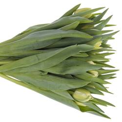 Tulpe creme doppel Avantgarde 39 Gramm