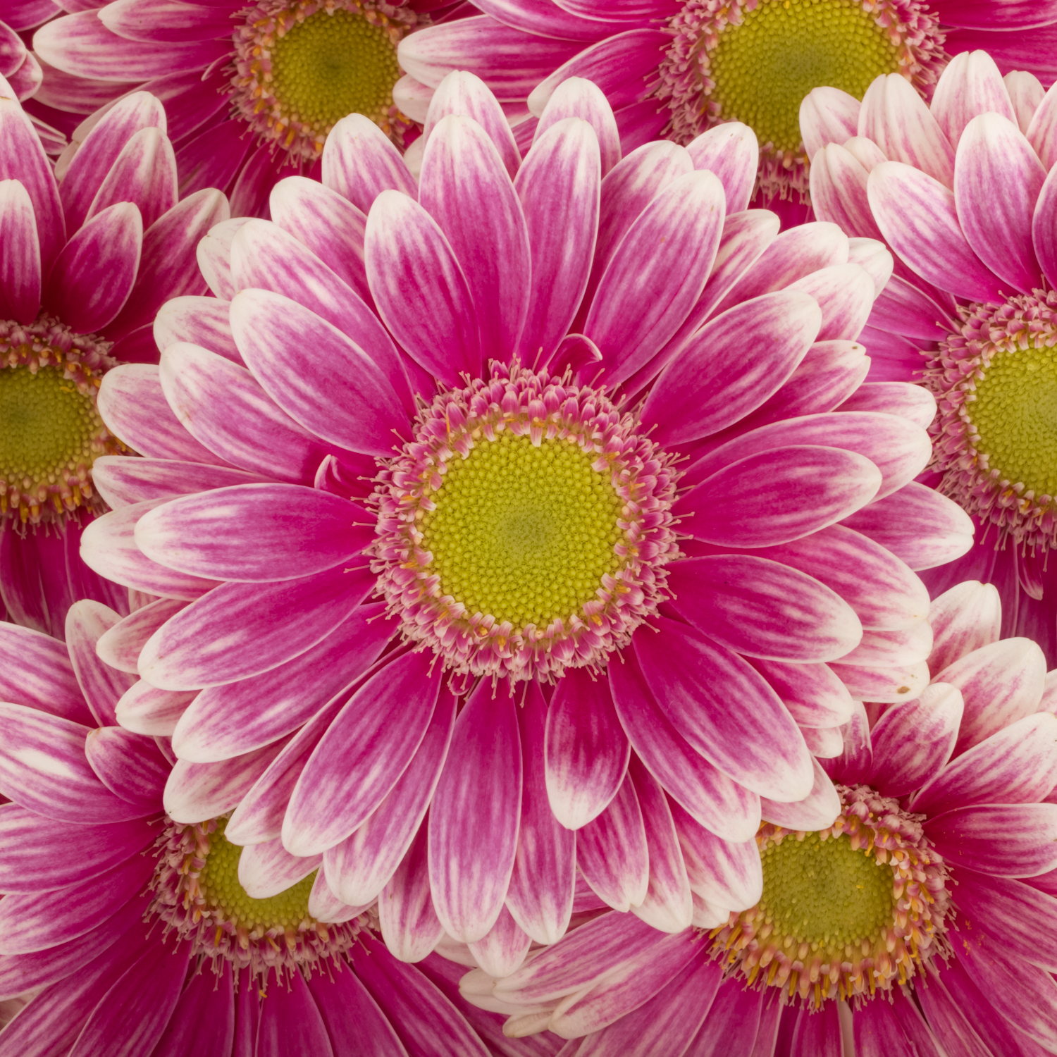 Germini rosa/creme Sid
