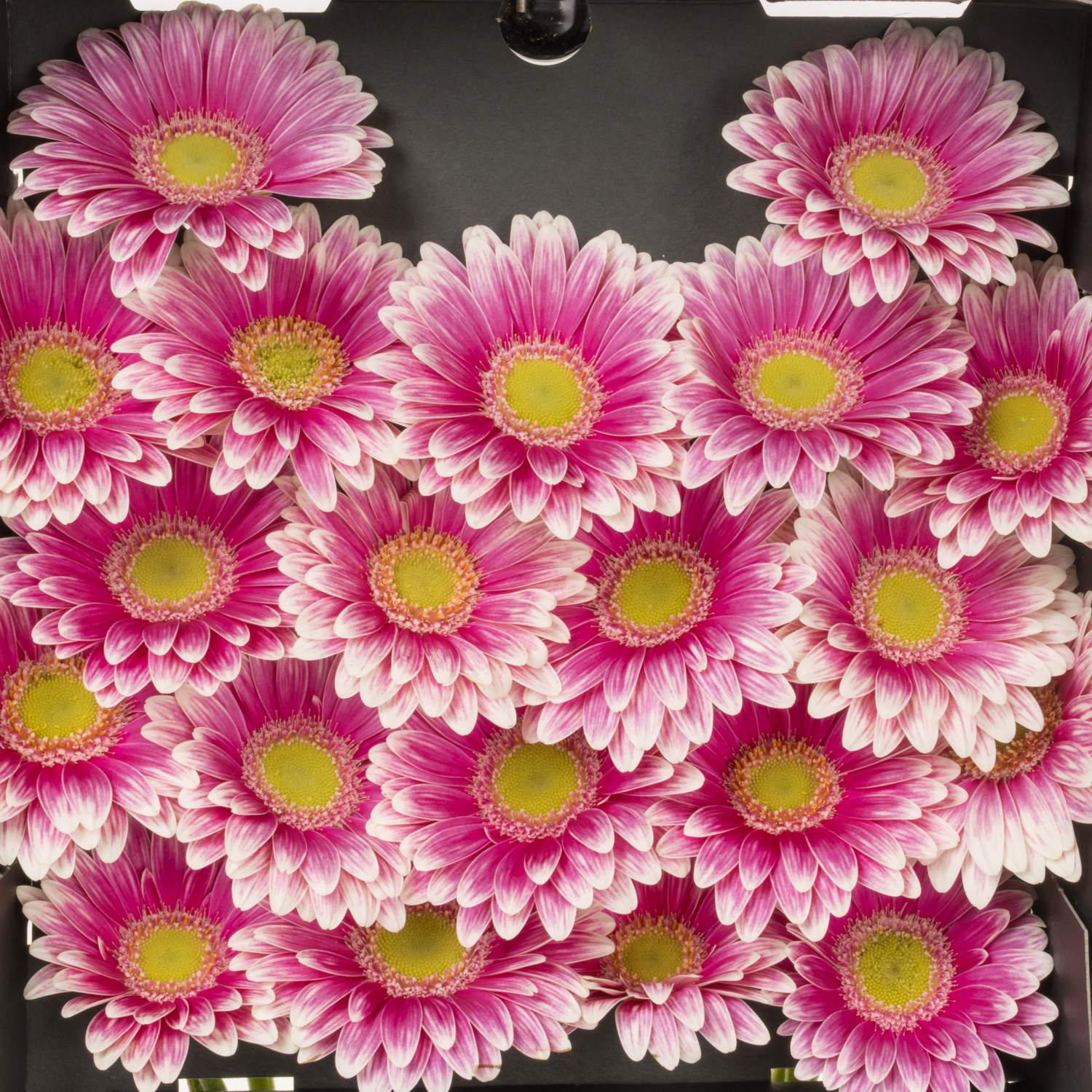 Germini rosa/creme Sid