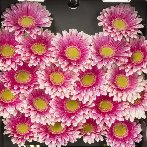 Germini rosa/creme Sid