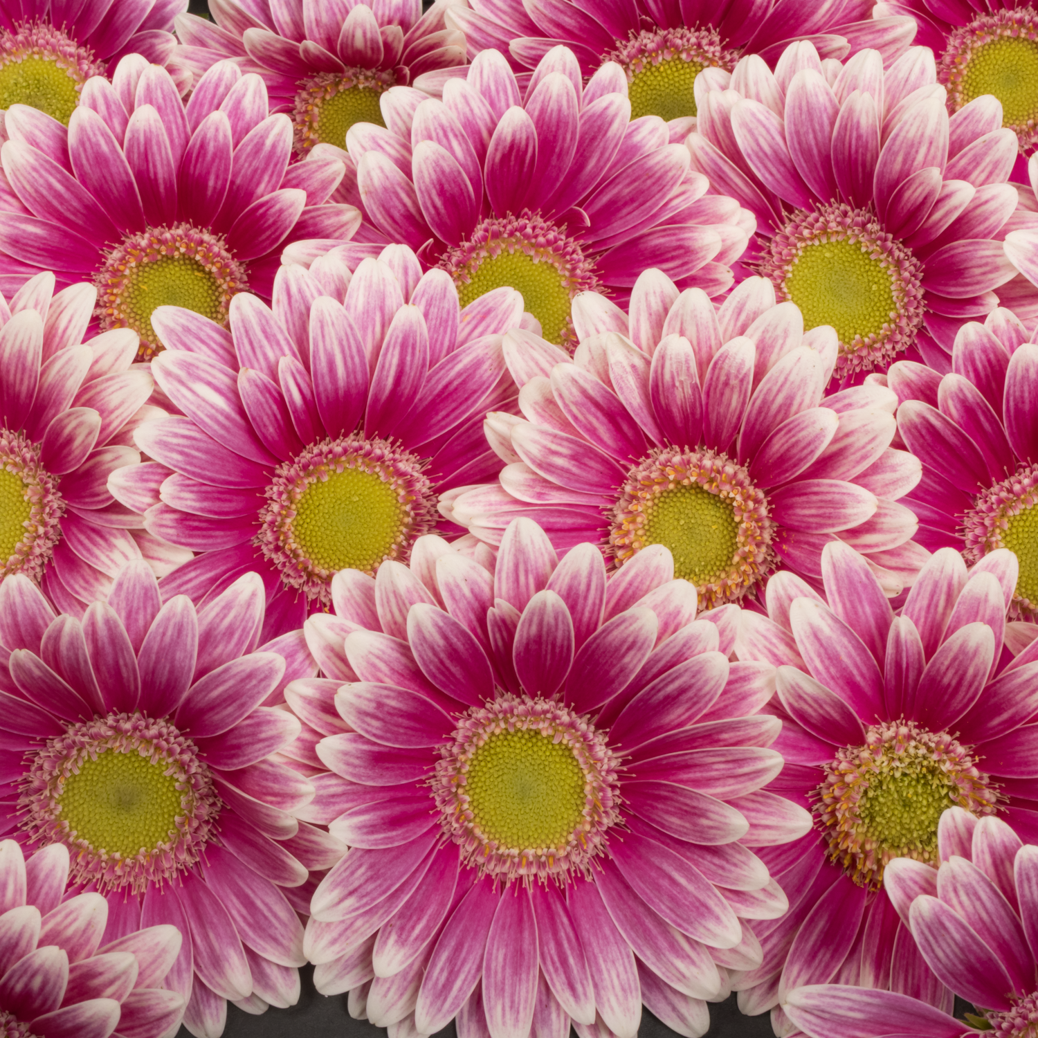 Germini rosa/creme Sid