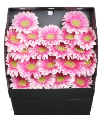 Germini creme/rosa Sid