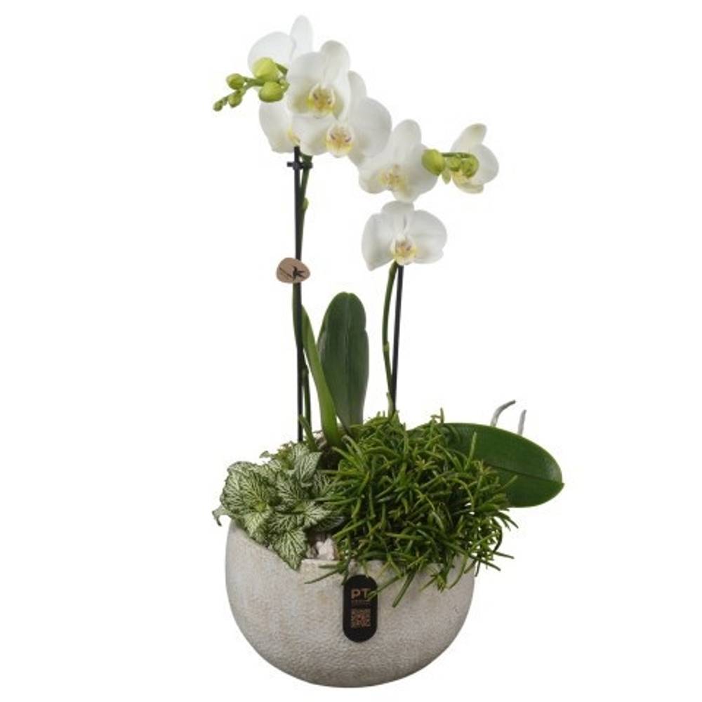 Phal.Arr PTIB5337 T19 H049