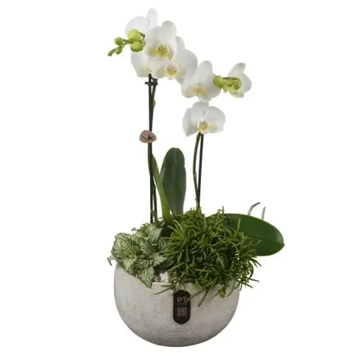 Phal.Arr PTIB5337 T19 H049