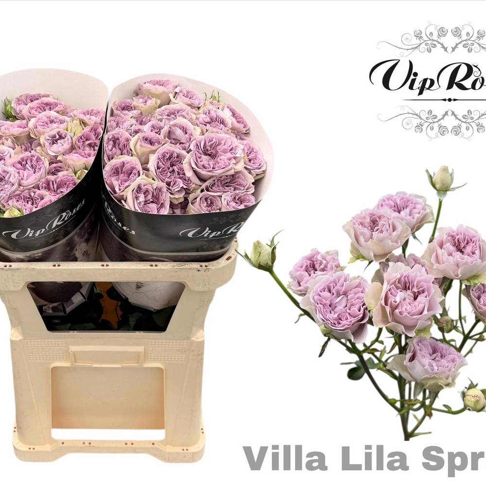 Rose verzweigt milka Villa Lila Blute 5+Blüte 70cm