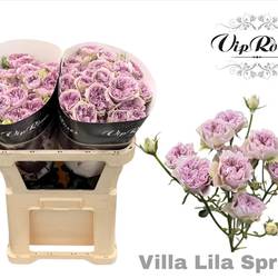 Rose verzweigt milka Villa Lila Blute 5+Blüte 70cm
