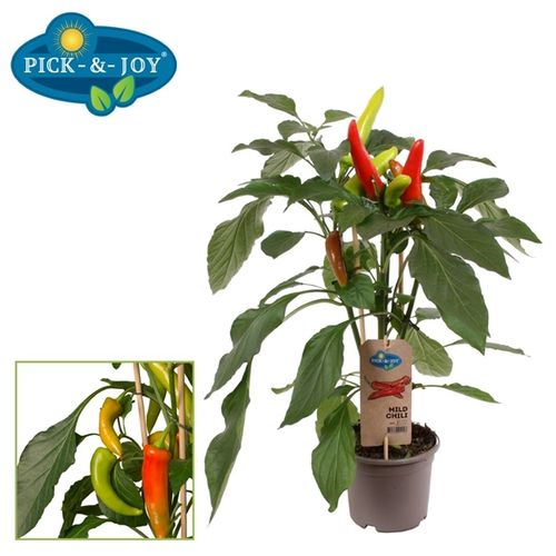 Bio Mild Chili T14 H040