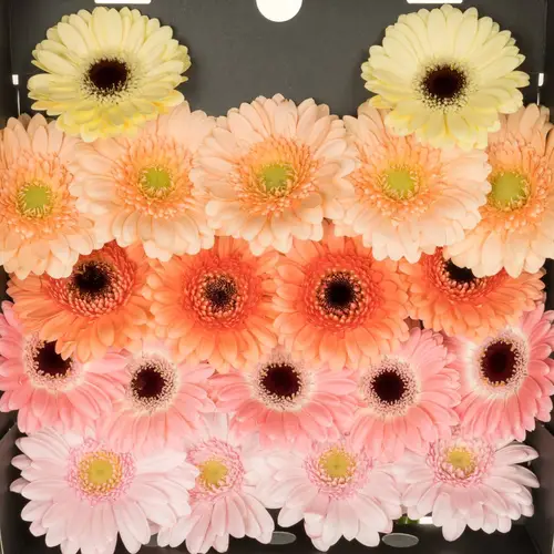 Germini pastel mix