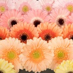 Germini pastel mix