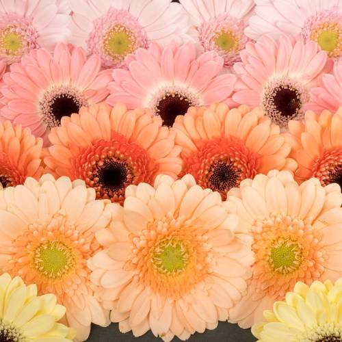 Germini pastel mix