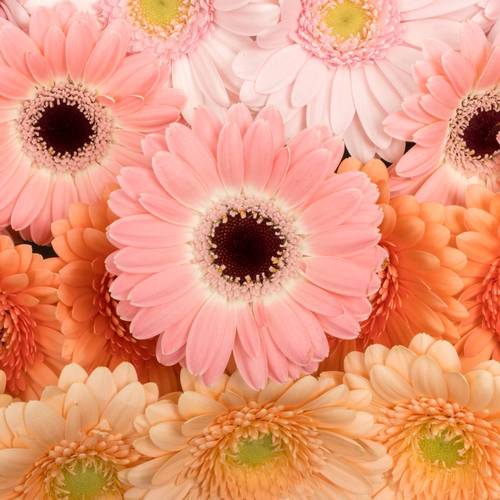 Germini pastel mix