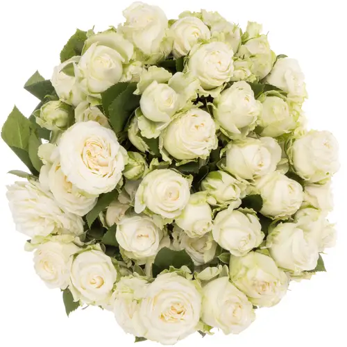 Rose verzweigt weiss Miss Bombastic 60cm