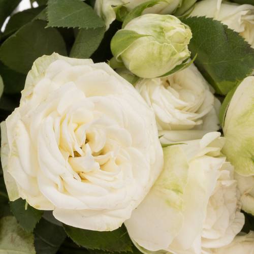 Rose verzweigt weiss Miss Bombastic 60cm
