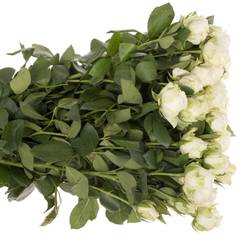 Rose verzweigt weiss Miss Bombastic 60cm