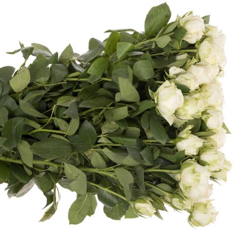 Rose verzweigt weiss Miss Bombastic 60cm