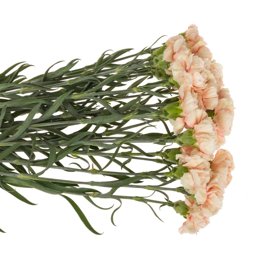 Nelke lachs Tender Flame 60cm duftend
