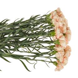 Nelke lachs Tender Flame 60cm duftend