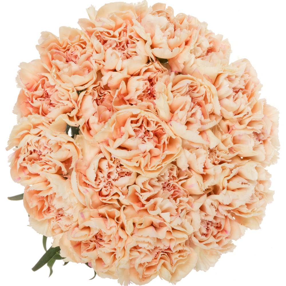 Nelke lachs Tender Flame 60cm duftend