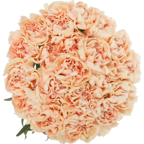 Nelke lachs Tender Flame 60cm duftend
