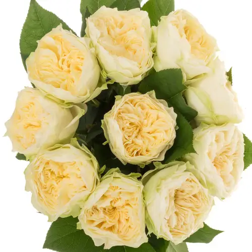 Rose apricot Lovely Harper gefüllt 40cm